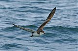 Buller's Shearwater